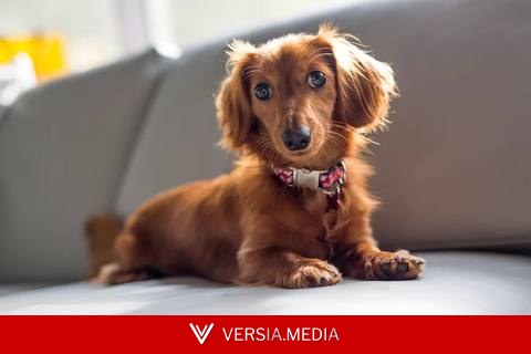 La Ley de Propiedad Horizontal dice: si el perro de tu vecino no deja de ladrar, puedes acudir al artículo 6